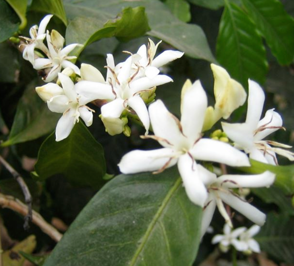 Colombian Sugarcane Decaf