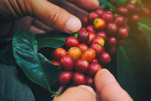 Fresh Roasted Colombian Coffee