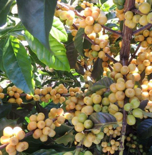 Fresh Roasted Brazilian Coffee