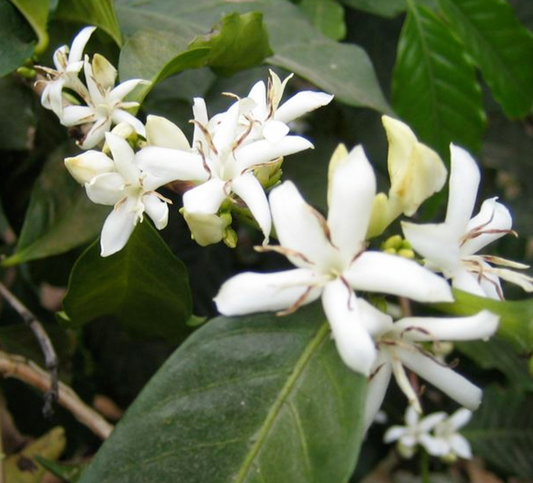 Colombian Sugarcane Decaf